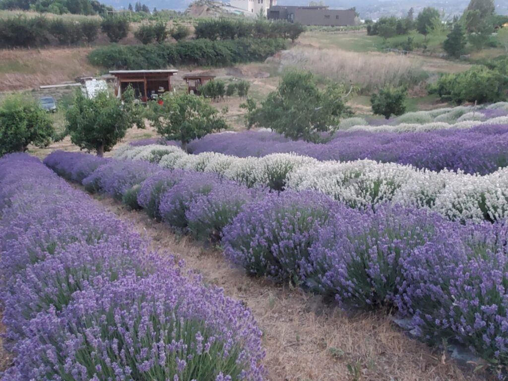 Playlist Orchard & Guest House Lavender Farm