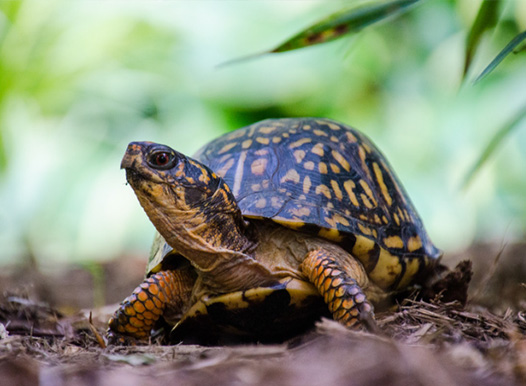 Wild Adventures - Your favourite Reptile Guy