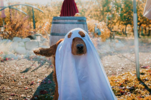 A Death in the Vineyard Riverstone Wine