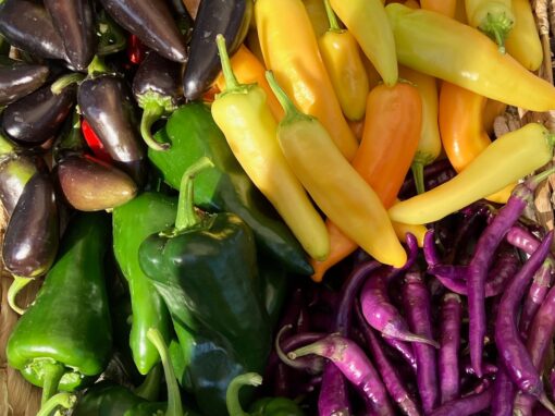 Fresh Veggies at the market